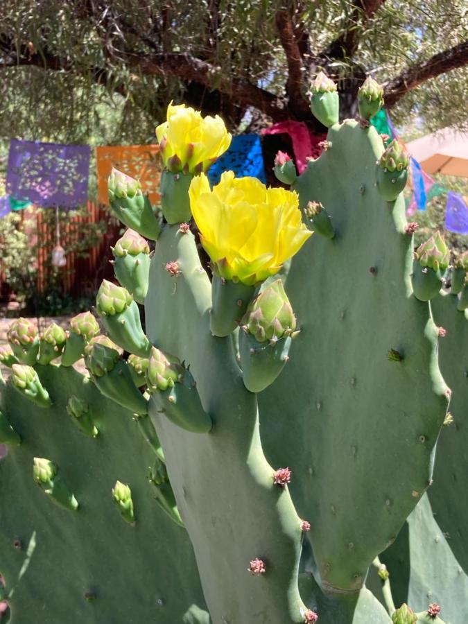 Casa Azul: Pet-Friendly Adobe Oasis in Central Location Villa Tucson Exterior photo